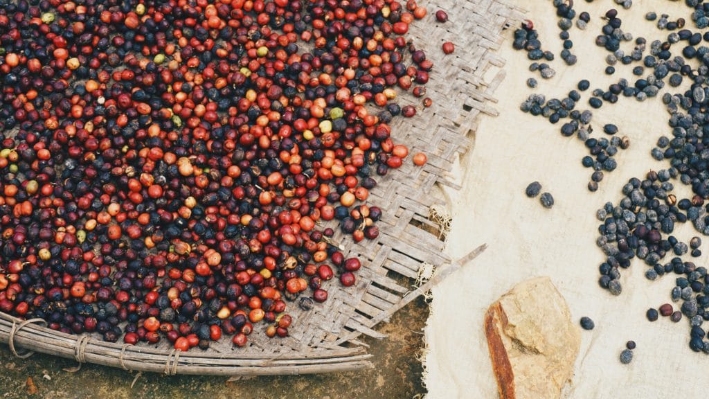 freshly harvested coffee cherries laying on a wood vessel