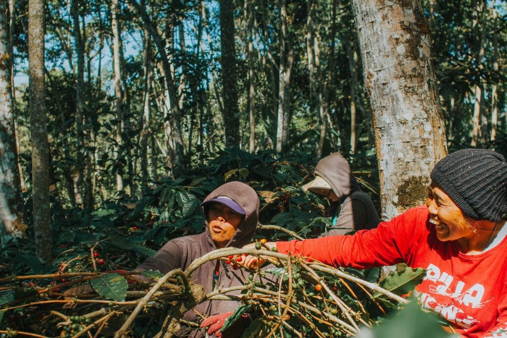 three coffee farmers harvesting coffee beans